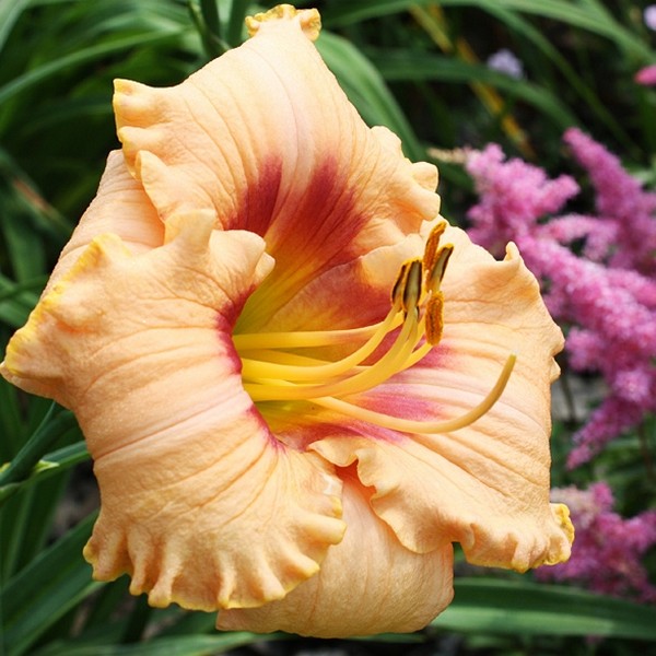 Саженцы Лилейник Peach Candy (Пич Кэнди)