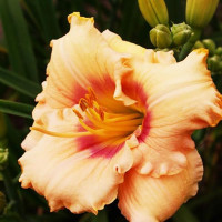 Саженцы Лилейник Peach Candy (Пич Кэнди)