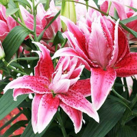  Лилия восточная RoseLily Lorena (Розели Лорена)