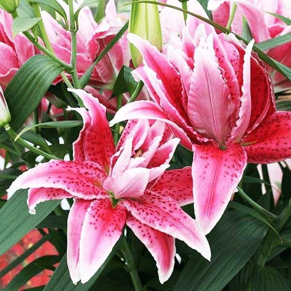  Лилия восточная RoseLily Lorena (Розели Лорена)