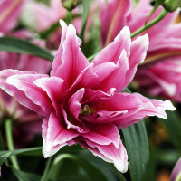  Лилия восточная RoseLily Lorena (Розели Лорена)