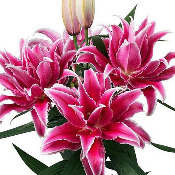  Лилия восточная RoseLily Lorena (Розели Лорена)