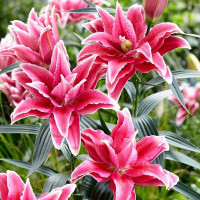  Лилия восточная RoseLily Lorena (Розели Лорена)