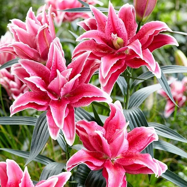  Лилия восточная RoseLily Lorena (Розели Лорена)