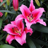  Лилия ОТ гибрид Dalian (Далиан)