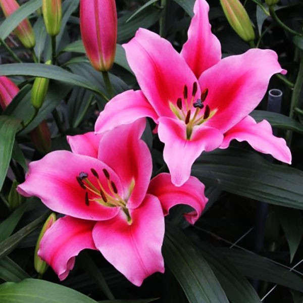  Лилия ОТ гибрид Dalian (Далиан)