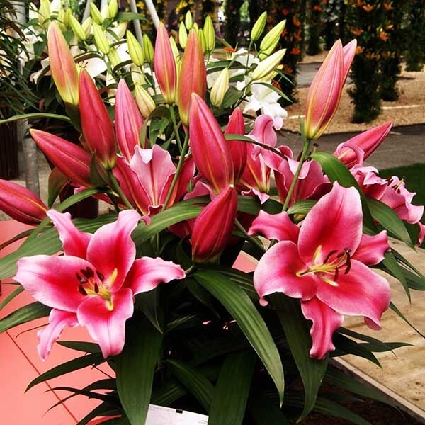  Лилия ОТ гибрид Dalian (Далиан)