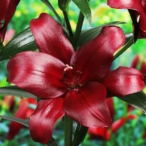  Лилия Мэйуандер