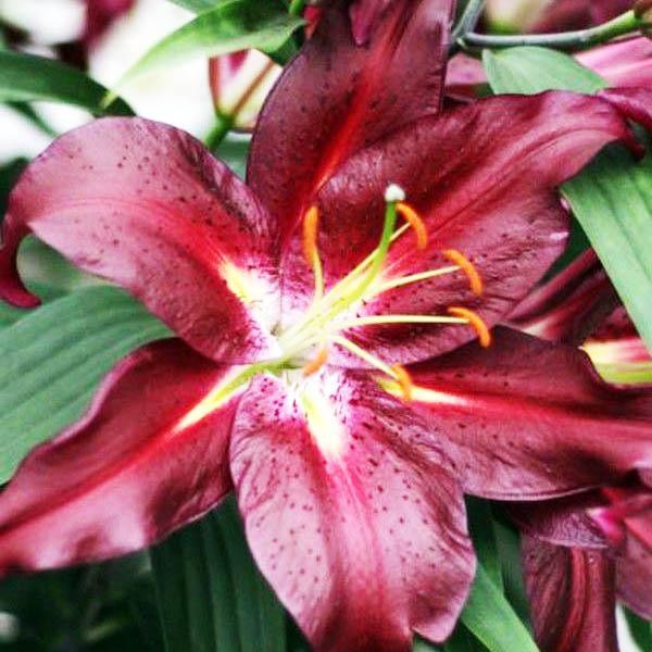  Лилия восточная Commitment (Коммитмент)