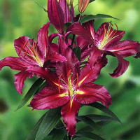  Лилия восточная Commitment (Коммитмент)