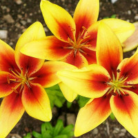  Лилия биколор азиатская Grand Cru (Гранд Крю)