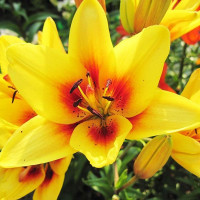  Лилия биколор азиатская Grand Cru (Гранд Крю)