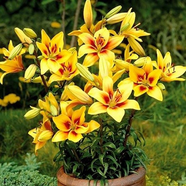  Лилия биколор азиатская Grand Cru (Гранд Крю)