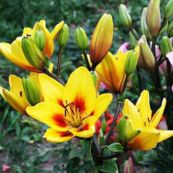  Лилия биколор азиатская Grand Cru (Гранд Крю)