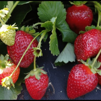 Клубника  Олимпия  (упаковка 5 шт.)