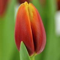 Тюльпан Триумф Андре Ситроен (в упаковке - 3шт.)