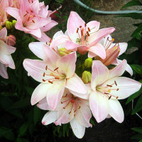  Лилия биколор азиатская Marlenе (Марлен)