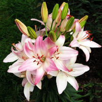  Лилия биколор азиатская Marlenе (Марлен)