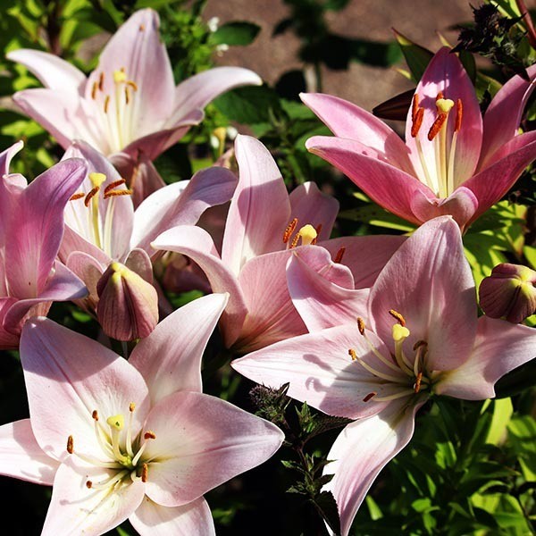  Лилия биколор азиатская Marlenе (Марлен)