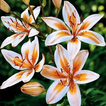  Лилия биколор азиатская Orange Electric (Оранж Электрик)