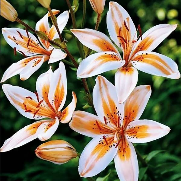  Лилия биколор азиатская Orange Electric (Оранж Электрик)