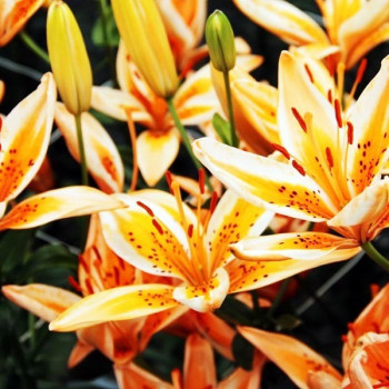  Лилия биколор азиатская Orange Electric (Оранж Электрик)