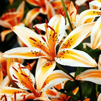  Лилия биколор азиатская Orange Electric (Оранж Электрик)