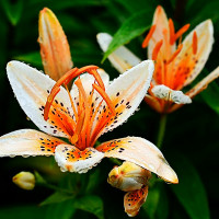  Лилия биколор азиатская Orange Electric (Оранж Электрик)