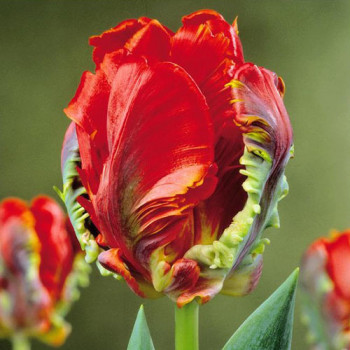 Тюльпан попугайный Рококо (в упаковке - 3шт.)