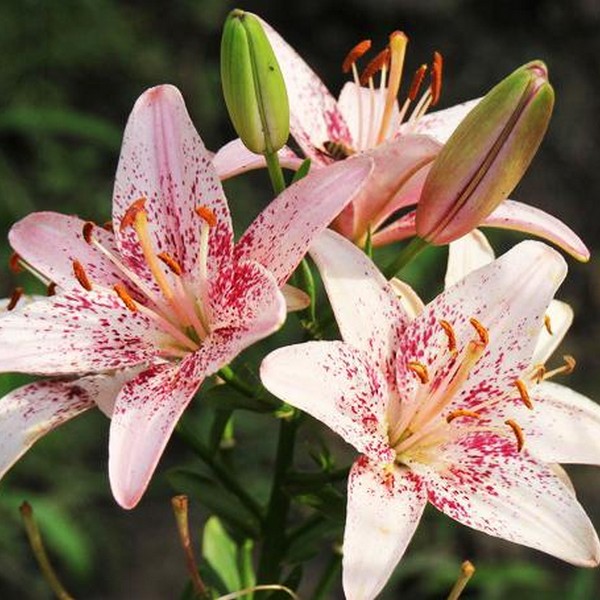  Лилия Океан Бриз