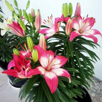  Лилия азиатская Perfect Joy (Перфект Джой)