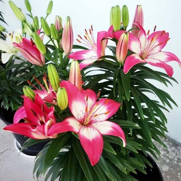  Лилия азиатская Perfect Joy (Перфект Джой)