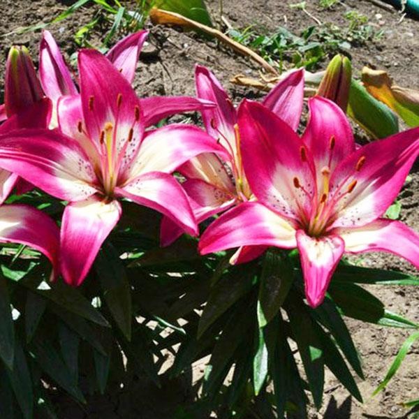  Лилия азиатская Perfect Joy (Перфект Джой)