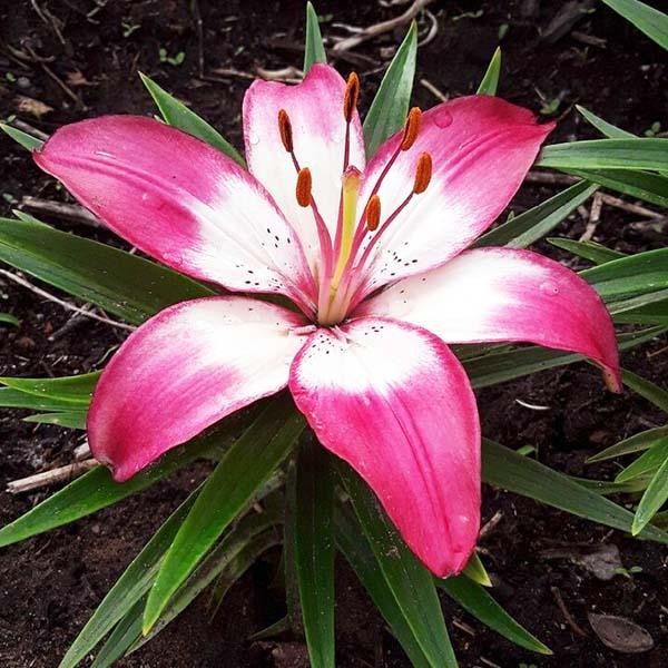  Лилия азиатская Perfect Joy (Перфект Джой)