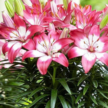  Лилия азиатская Perfect Joy (Перфект Джой)