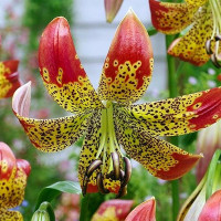  Лилия Fusion (Фьюжн)