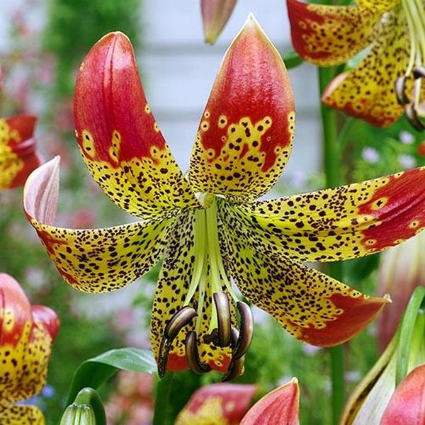  Лилия Fusion (Фьюжн)