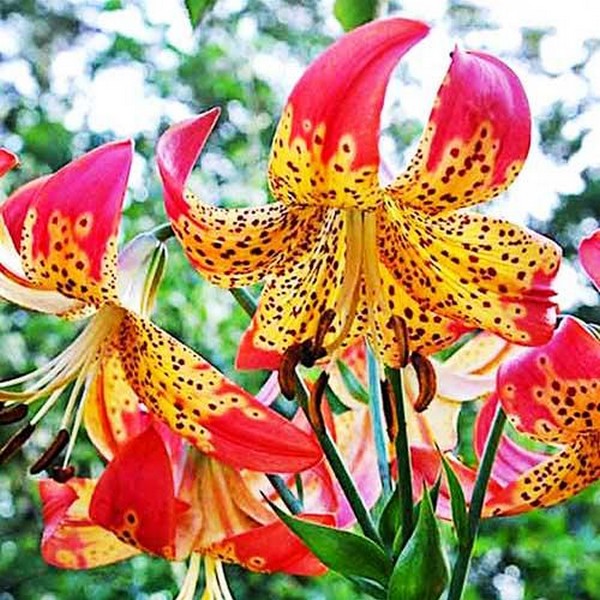  Лилия Fusion (Фьюжн)