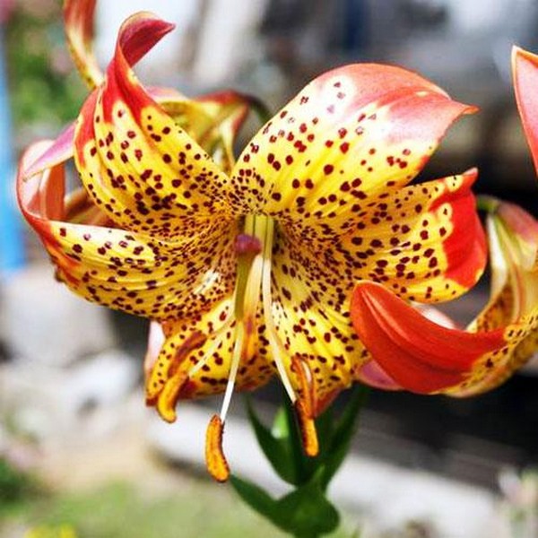  Лилия Fusion (Фьюжн)