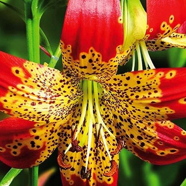  Лилия Fusion (Фьюжн)