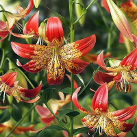  Лилия Fusion (Фьюжн)