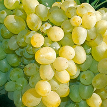 Саженцы Виноград Супер экстра