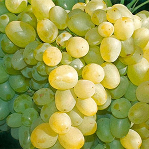 Саженцы Виноград Супер экстра