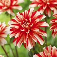 Саженцы Георгина декоративная Dynamite (Динамит)