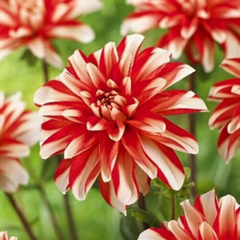 Саженцы Георгина декоративная Dynamite (Динамит)