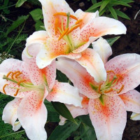  Лилия восточная Salmon Star (Салмон Стар)