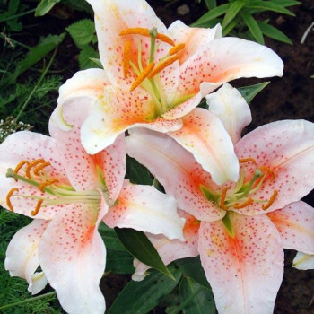  Лилия восточная Salmon Star (Салмон Стар)