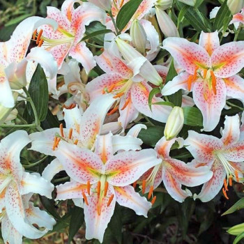  Лилия восточная Salmon Star (Салмон Стар)