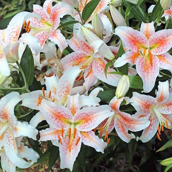  Лилия восточная Salmon Star (Салмон Стар)