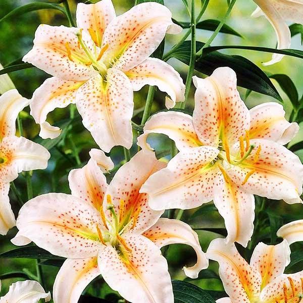  Лилия восточная Salmon Star (Салмон Стар)